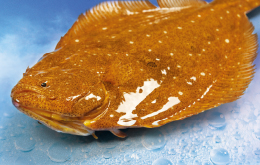 Eco Olive Flounder
