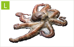 Long arm octopus