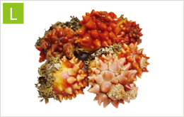 Sea squirt