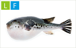 Tiger Puffer