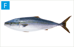 Yellowtail
