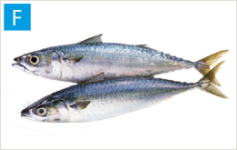 Mackerel