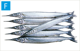 Spipefish